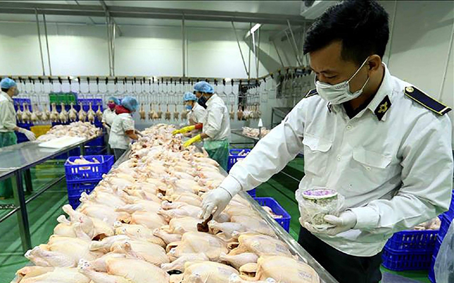 kiểm dịch động vật nhập khẩu